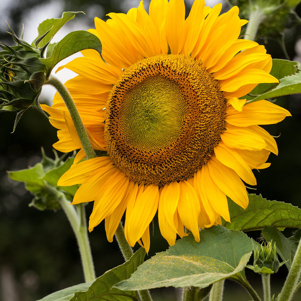 Sunflower garden scene with tall blooms, ideal for sunny, wind protected spots