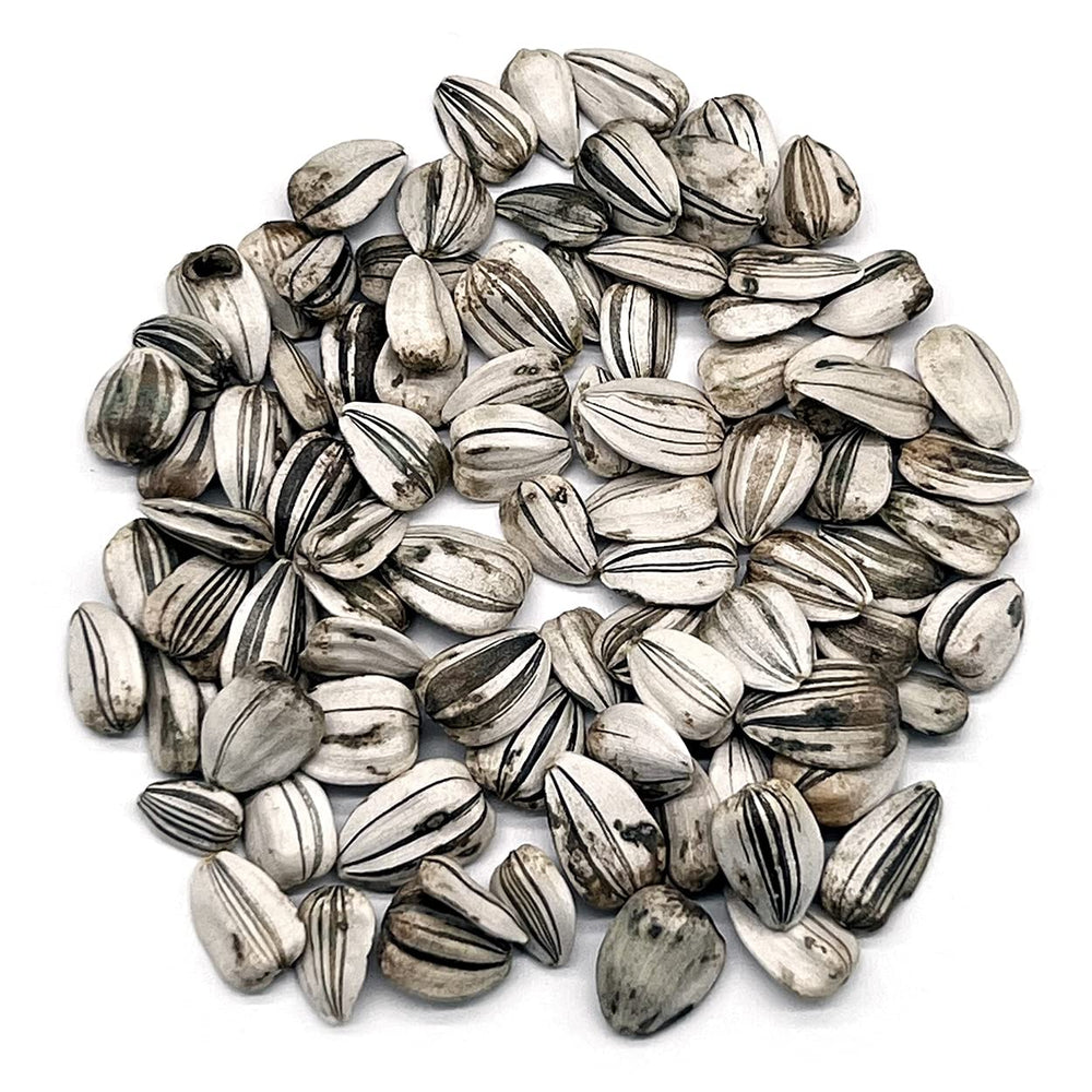 Mammoth Gray Stripe seeds in hand, non GMO and open pollinated for big blooms