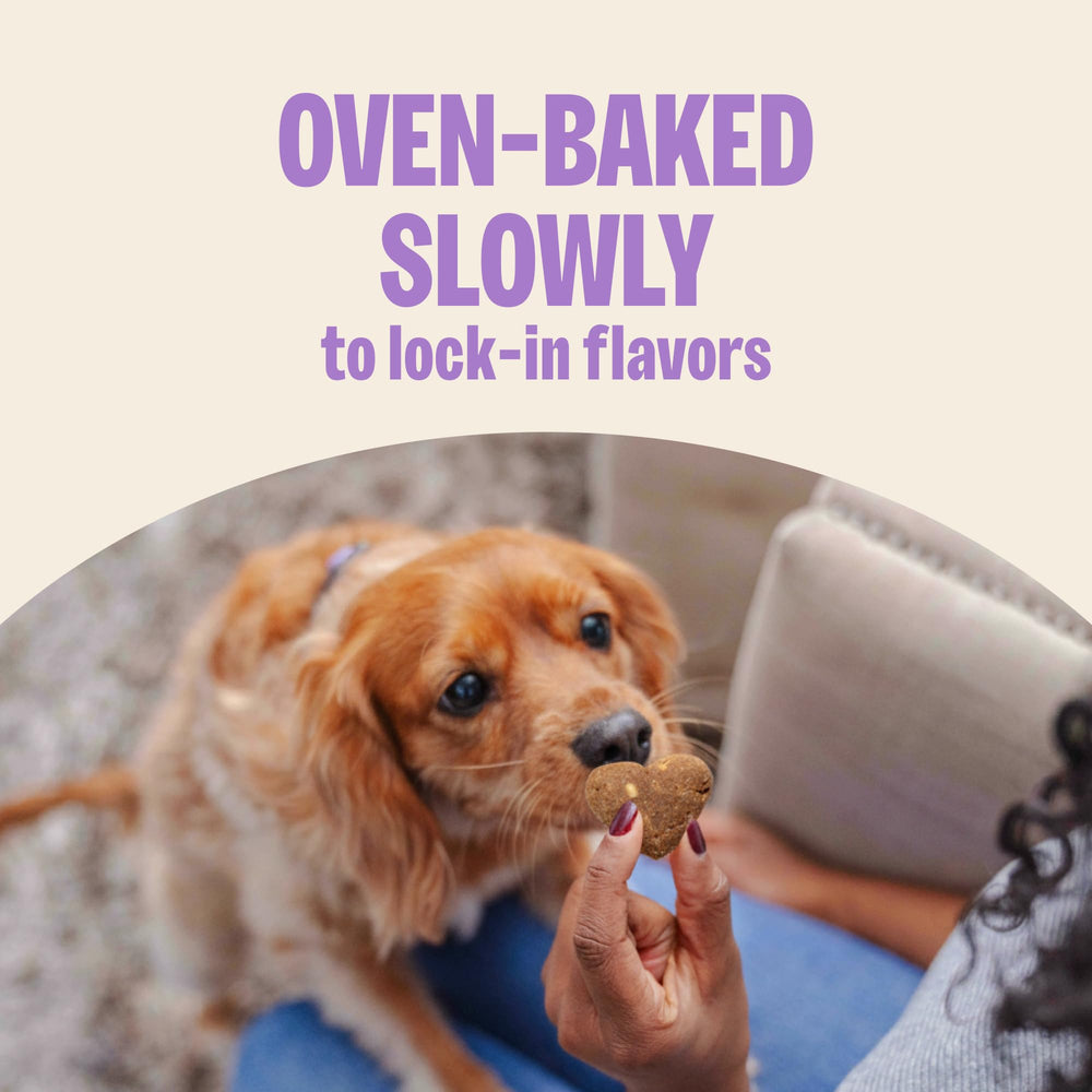 Old Mother Hubbard dog enjoys the aroma, a tempting treat moment.