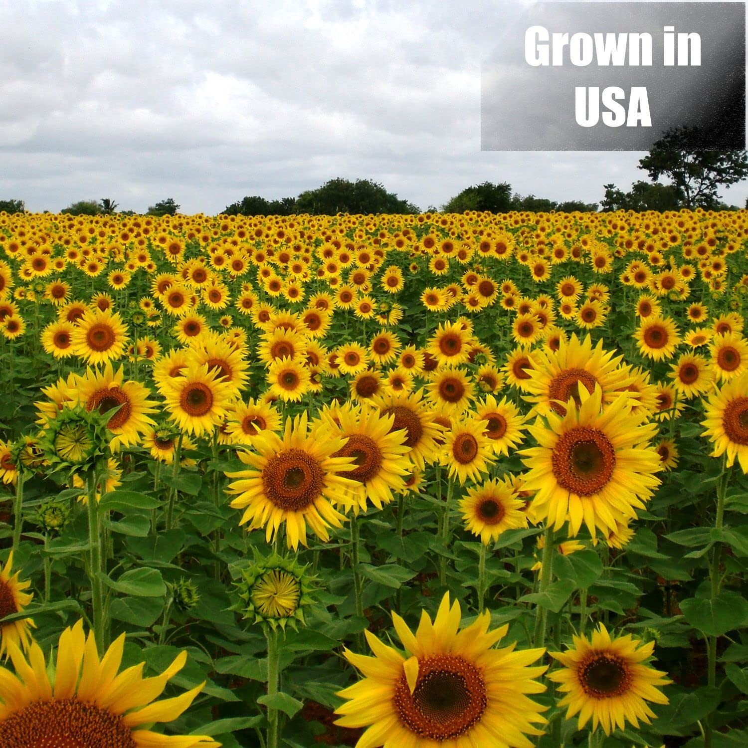 Old Potters Non-GMO seeds supporting eco-friendly backyard feeding