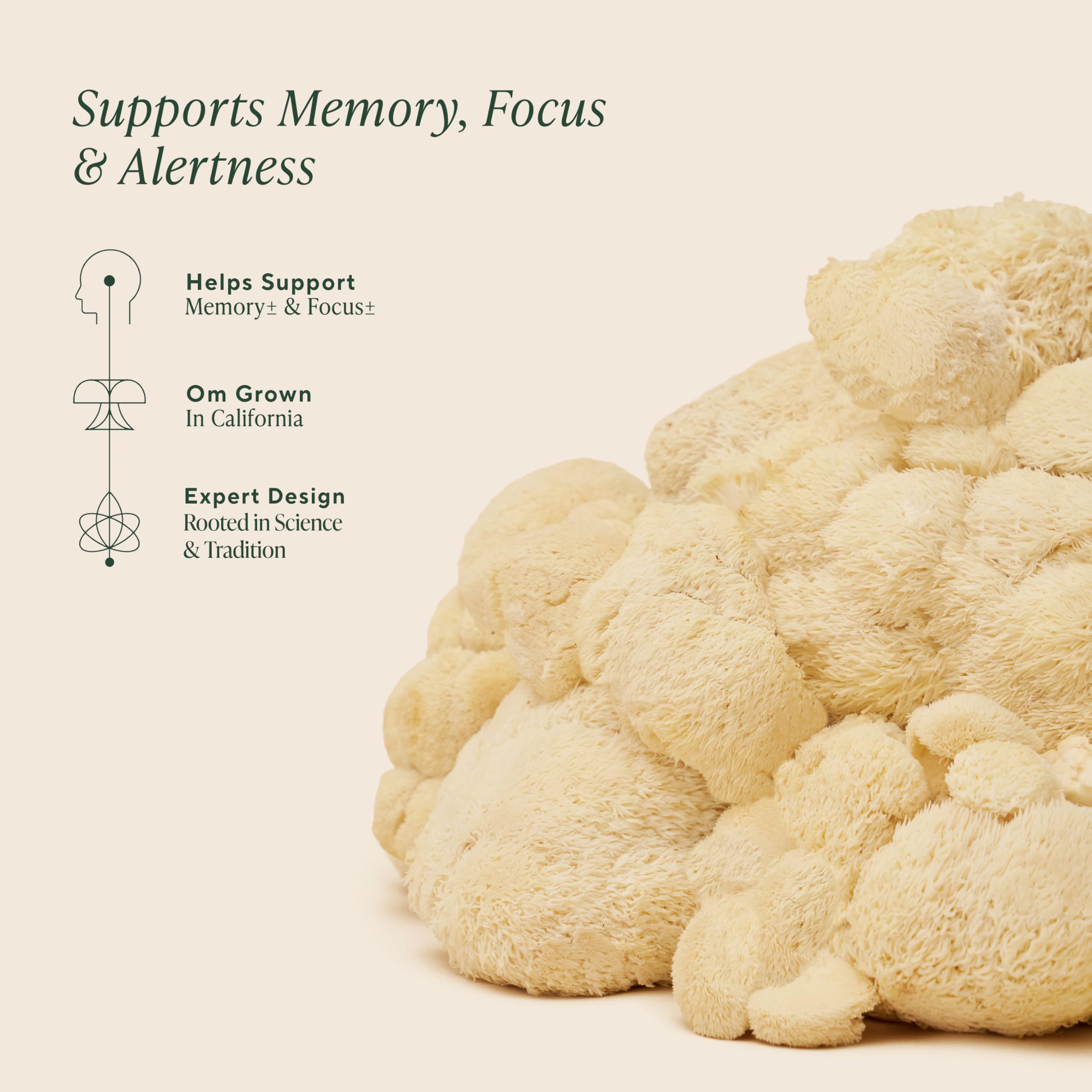 Closeup view of Lion’s Mane powder texture for smooth mixing.