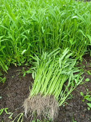 Ong Choy seeds in garden for a lush water spinach harvest.
