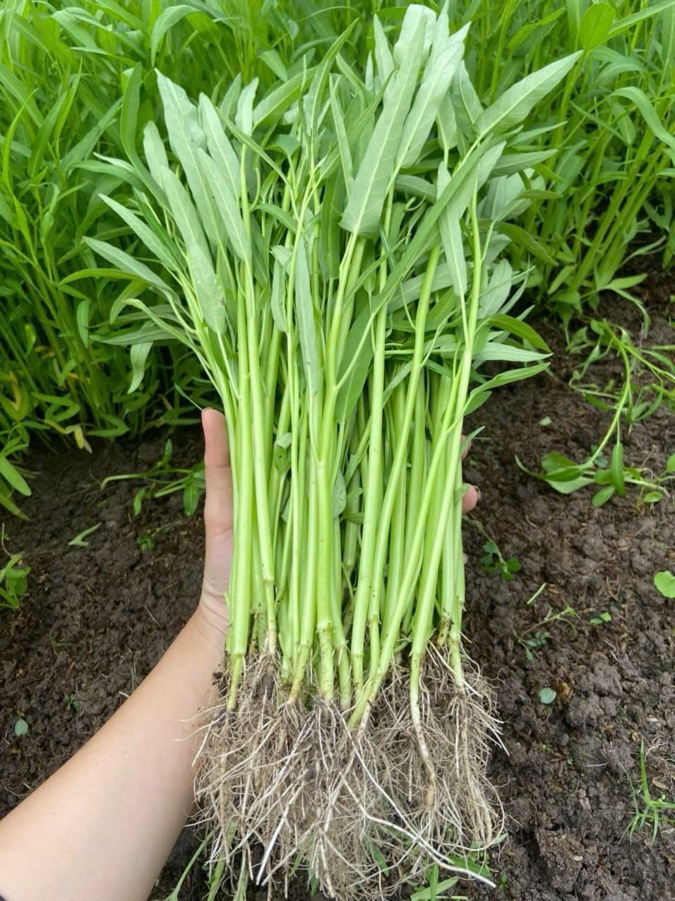 Ong Choy seeds germination close-up for a fresh home harvest.