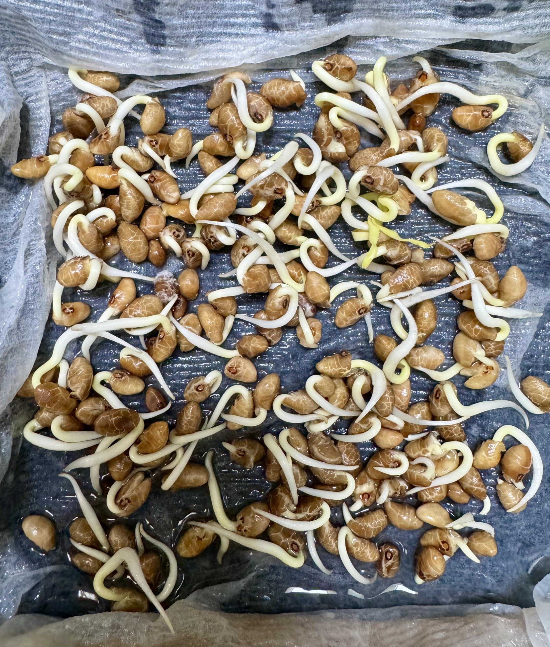 Ong Choy seeds planted in soil, ready for backyard growth.