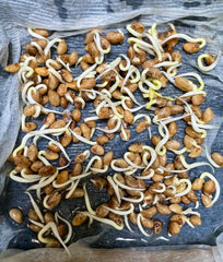 Ong Choy seeds planted in soil, ready for backyard growth.