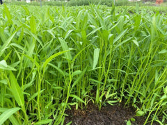 Ong Choy seedling 8-14 inches tall, ready to harvest.