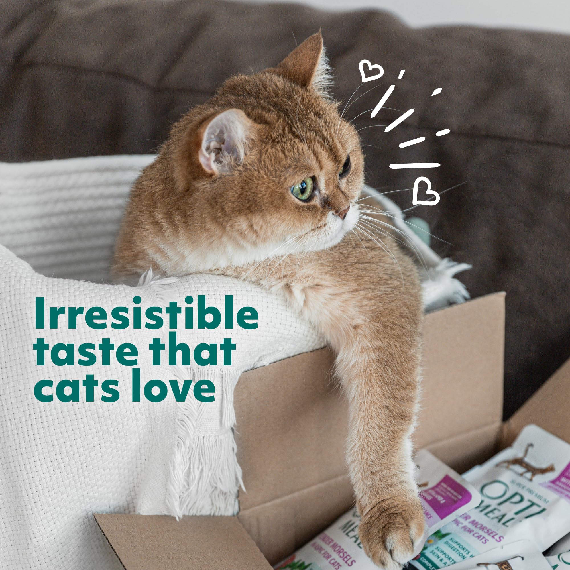 Optimeal formula with prebiotic fiber supports healthy digestion in cats.