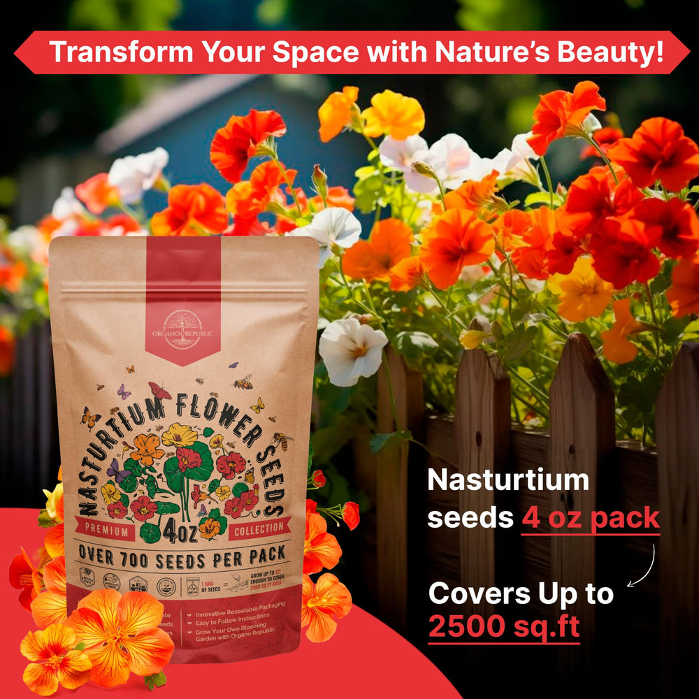 Nasturtium blooms thriving in a garden for vibrant color