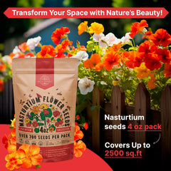 Nasturtium blooms thriving in a garden for vibrant color