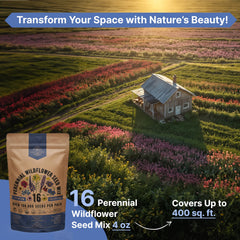 Outdoor border meadow planting with Organo Republic mix to attract pollinators.