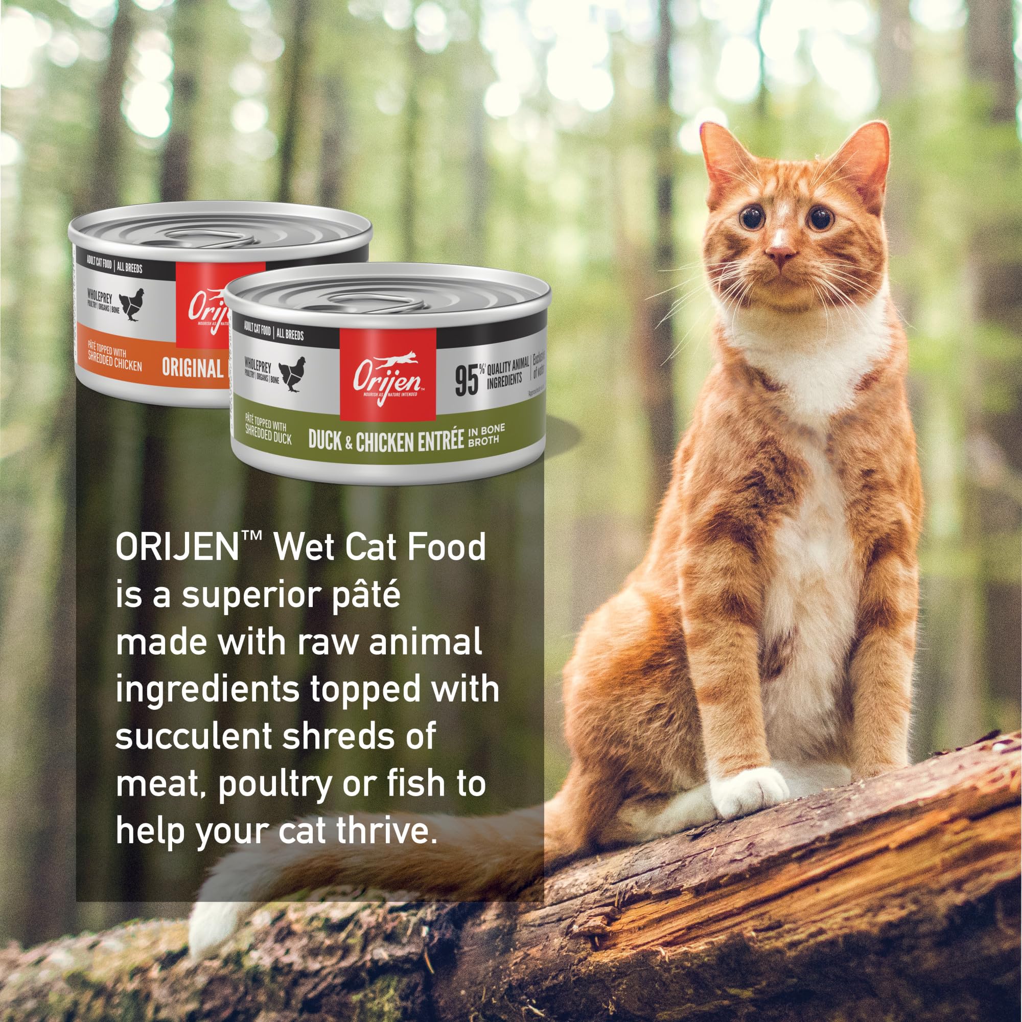 Cat enjoying ORIJEN pâté, a satisfying meal option