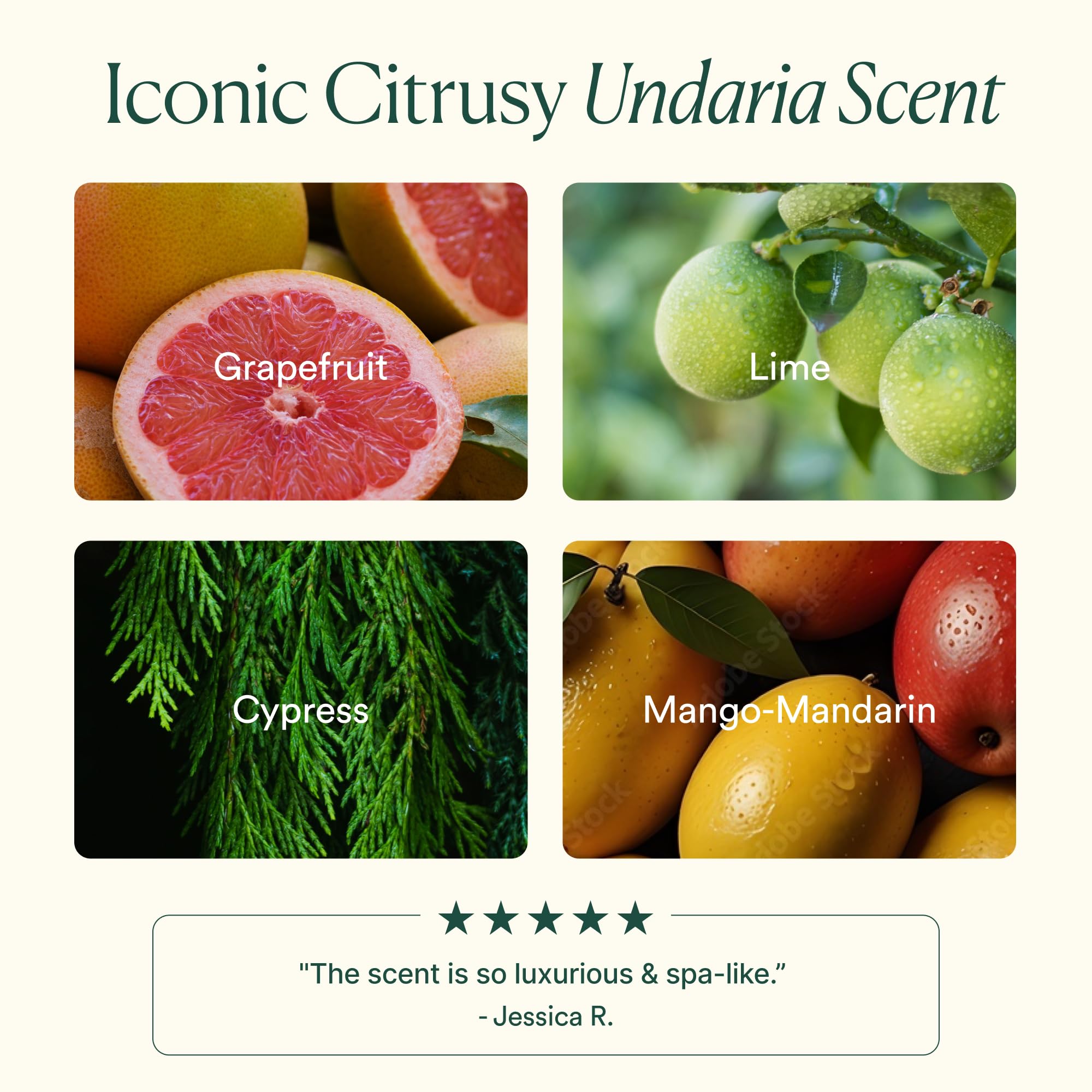 Close-up of seaweed ingredient highlighting natural nourishment from Undaria.