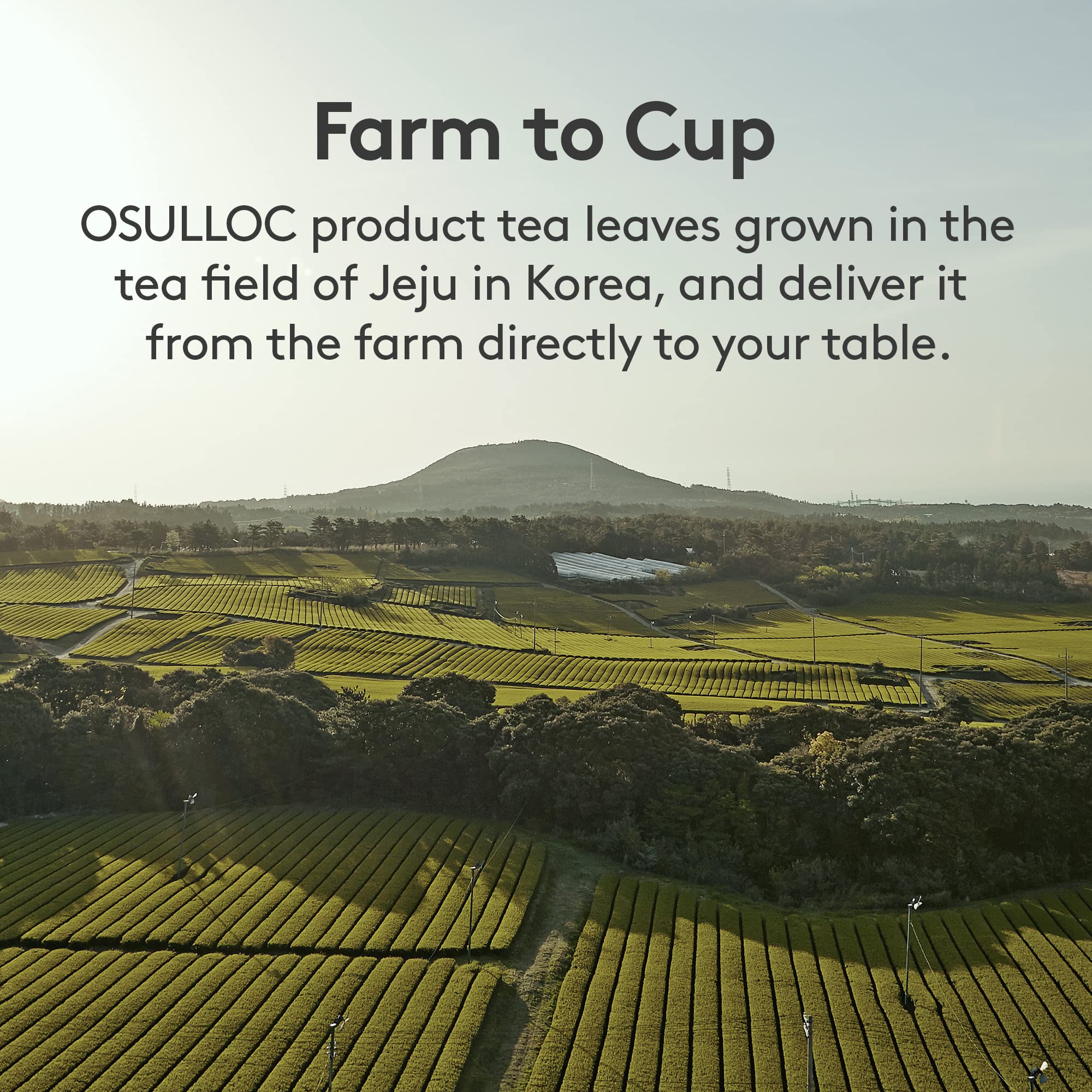 Osulloc individually packaged cookies ready for on-the-go snacking