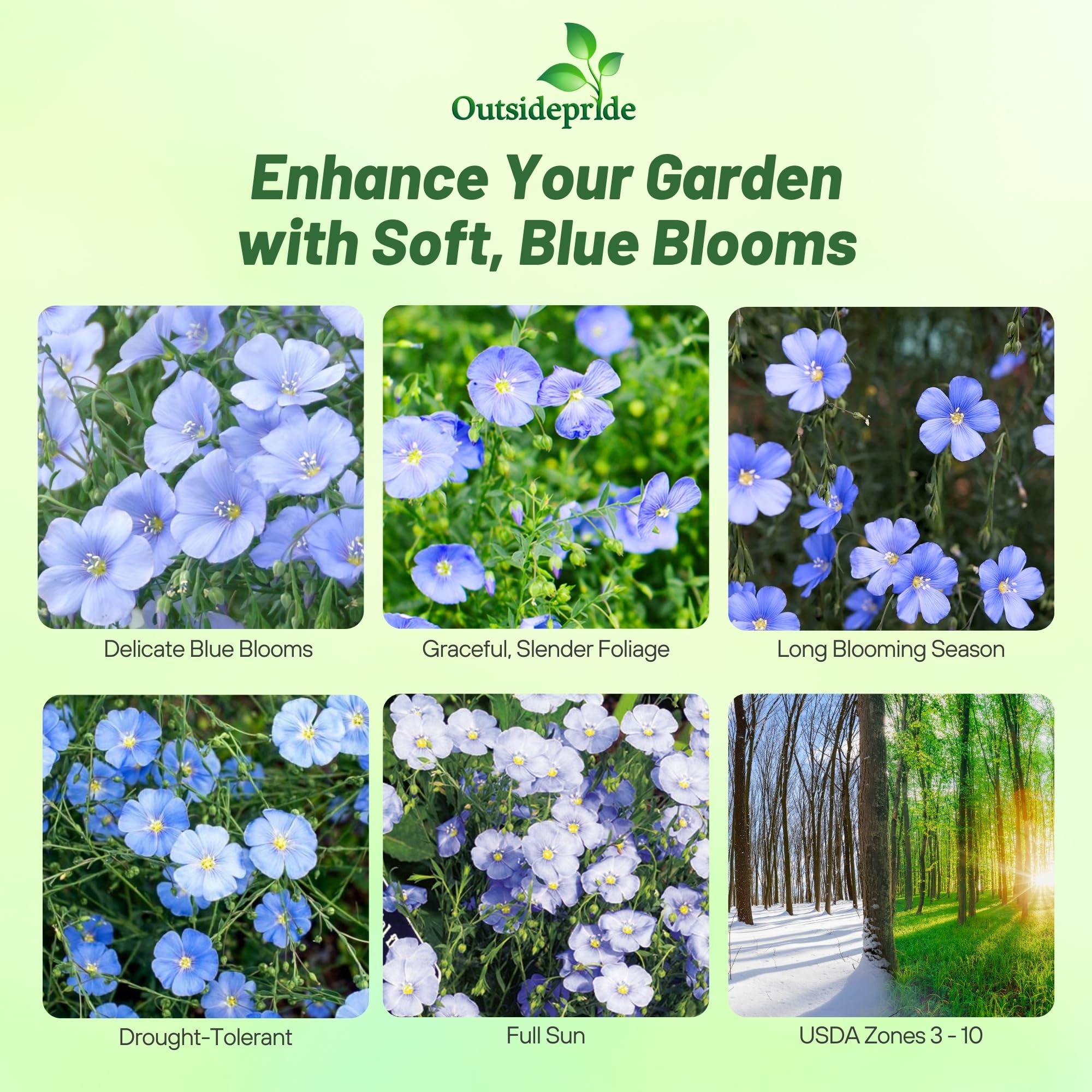 Outsidepride Blue Flax Seeds compact growth supports dense border plantings.