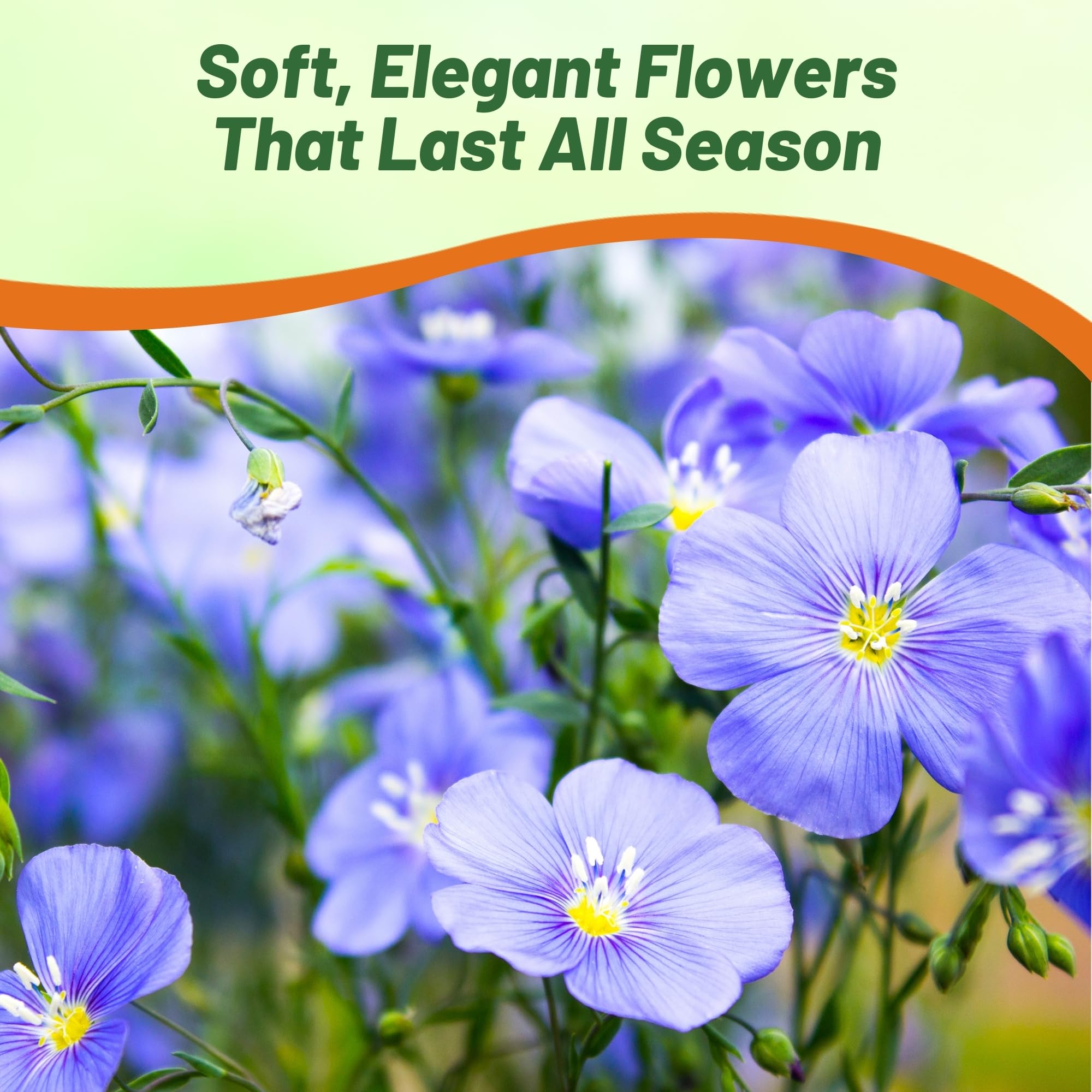 Outsidepride Blue Flax Seeds drought-tolerant plants thrive in hot, sunny spots.