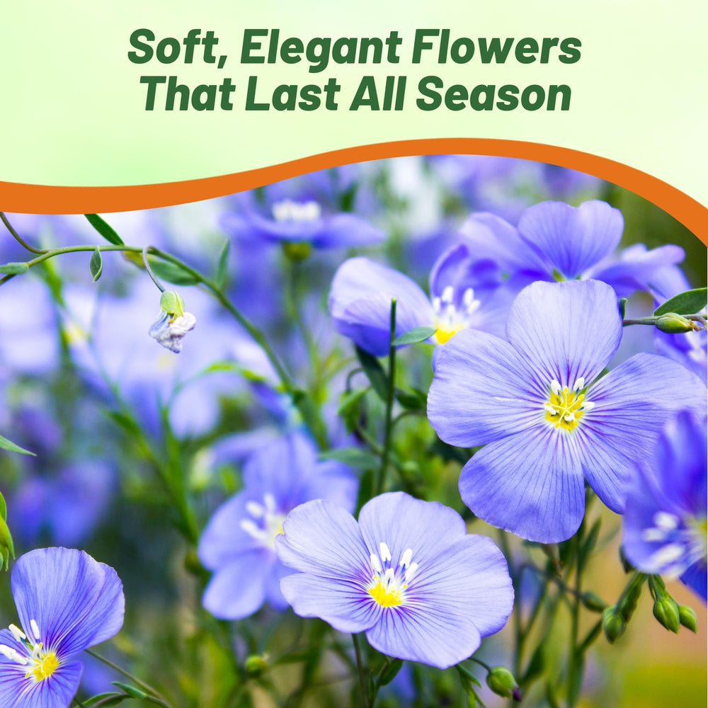 Outsidepride Blue Flax Seeds drought-tolerant plants thrive in hot, sunny spots.
