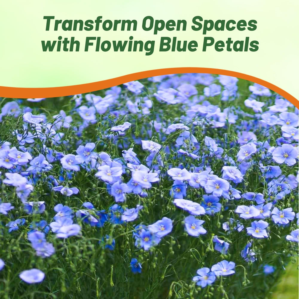 Outsidepride Blue Flax Seeds pollinator-friendly, attracting bees and butterflies.