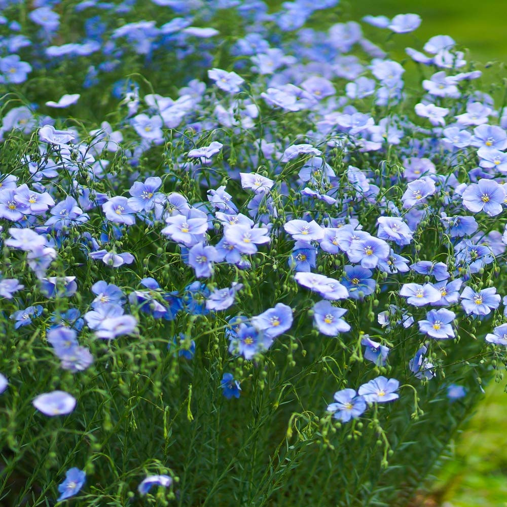 Outsidepride Blue Flax Seeds self-seeding for easy replanting.