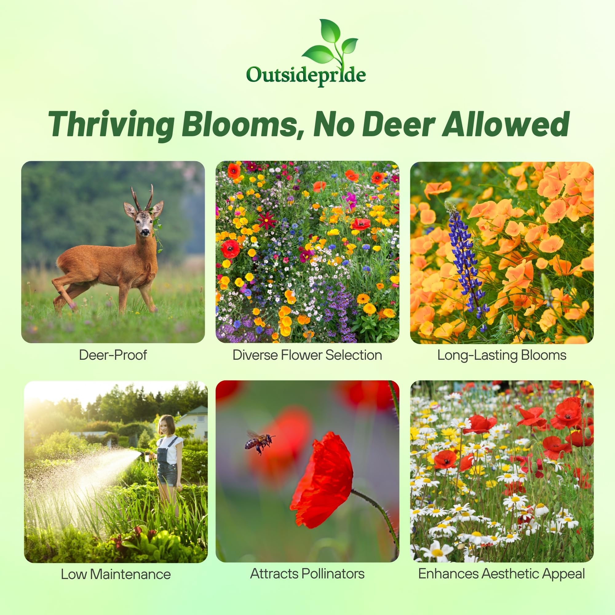 Outsidepride deer-proof mix thriving in partial shade with tall blossoms.