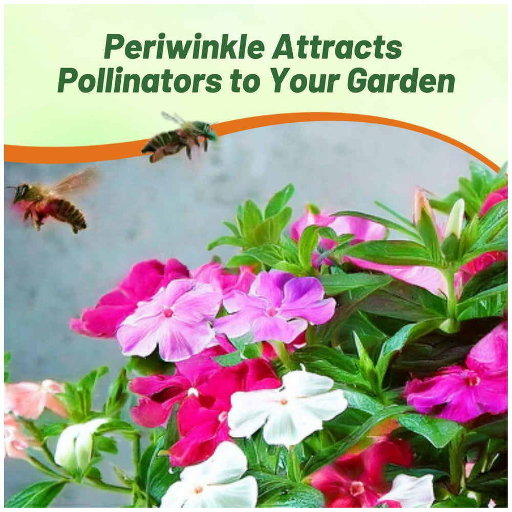Outsidepride drought-tolerant periwinkle thriving in hot, dry conditions with low water needs