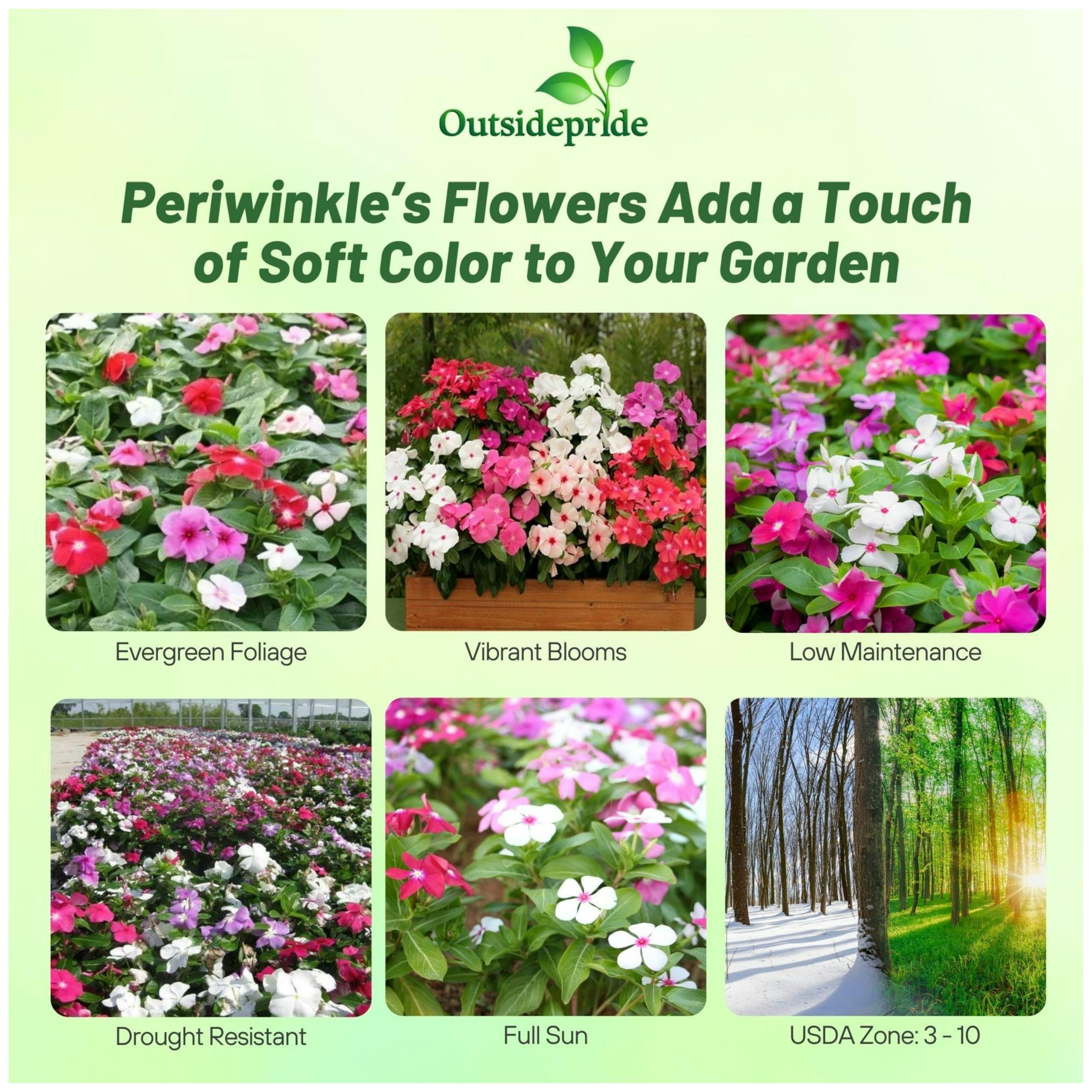 Outsidepride early-bloom periwinkle flowers displaying vibrant colors for beds and borders