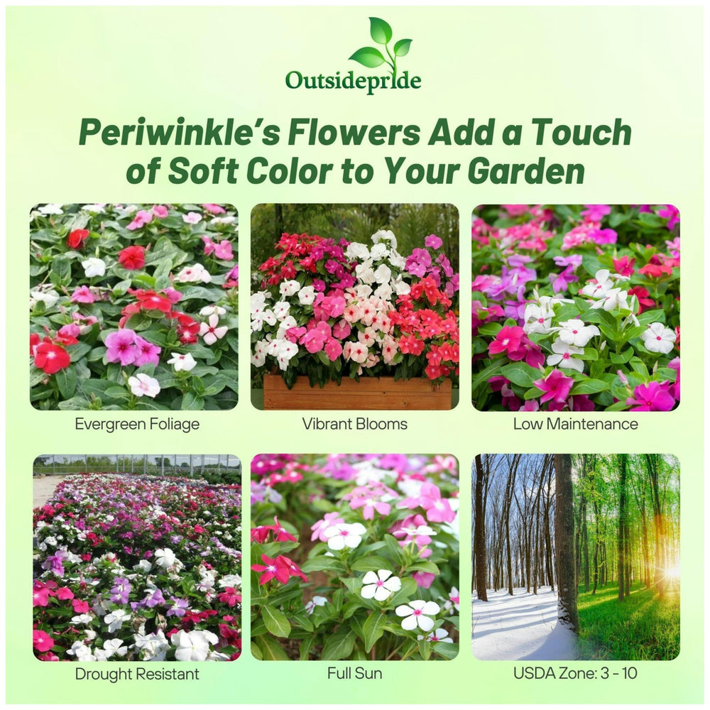 Outsidepride early-bloom periwinkle flowers displaying vibrant colors for beds and borders