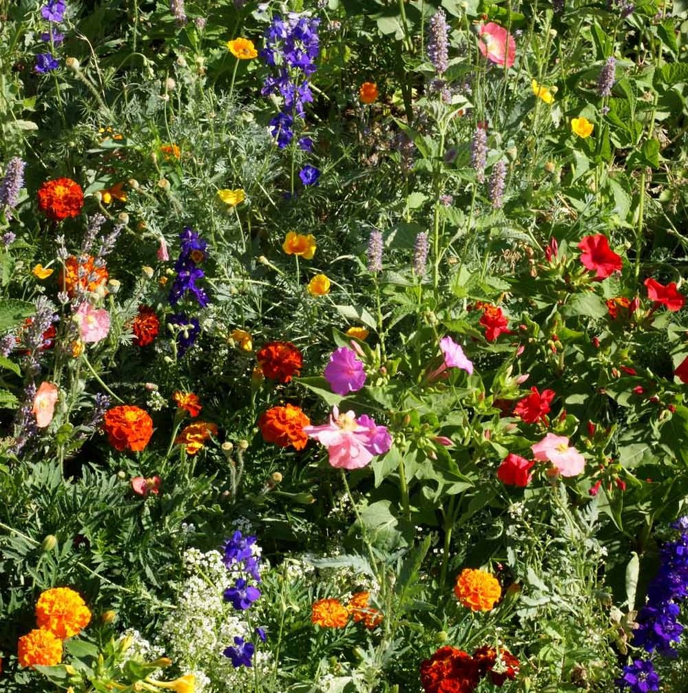 Outsidepride easy-to-grow seeds delivering long-lasting blooms from spring through fall.