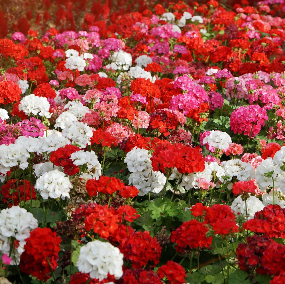 Outsidepride mix geranium leaves provide bright green foliage to complement blooms