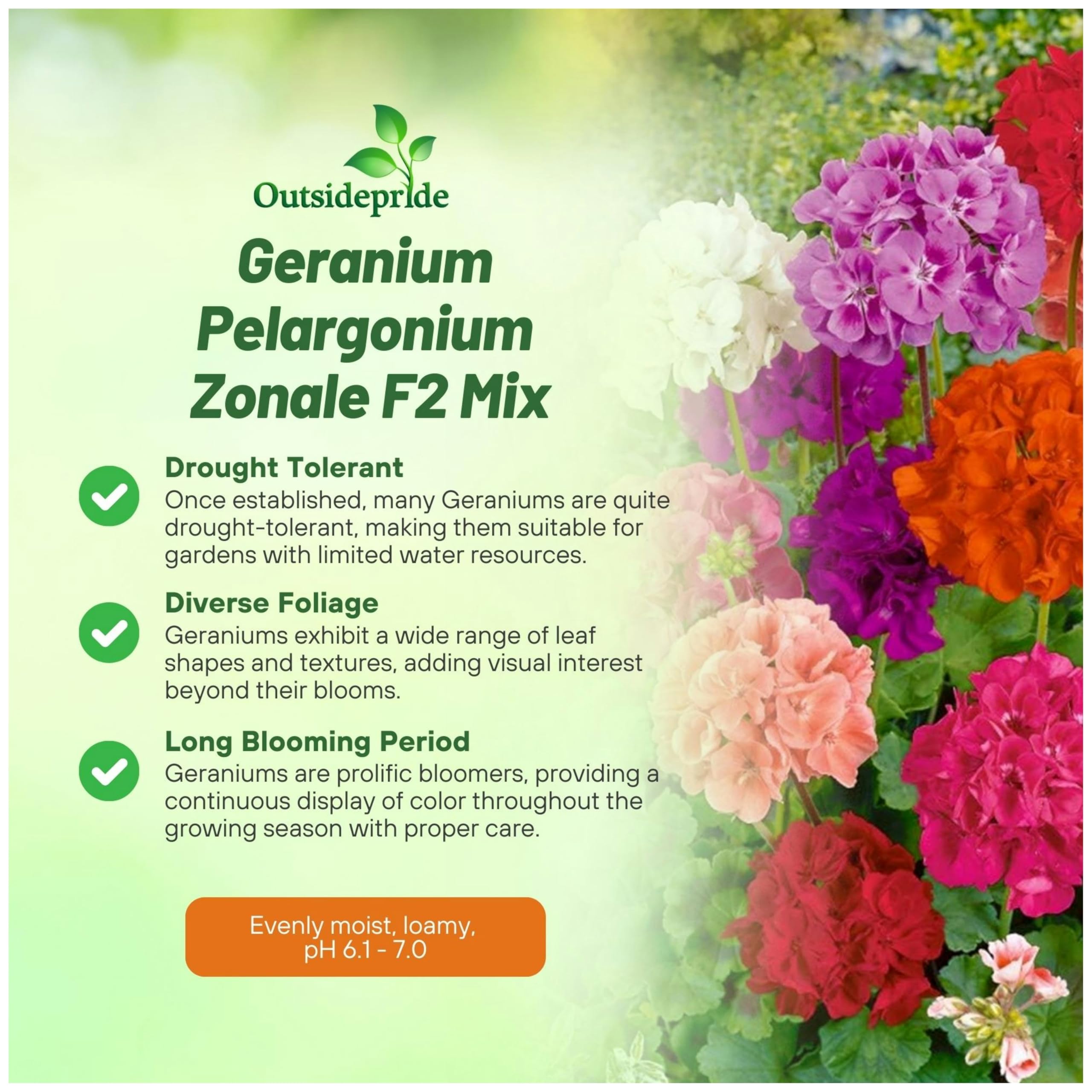 Outsidepride geranium seedlings show rapid growth for early-season color