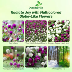 Outsidepride globe amaranth blooms close-up with vivid pom-poms and sturdy stems.