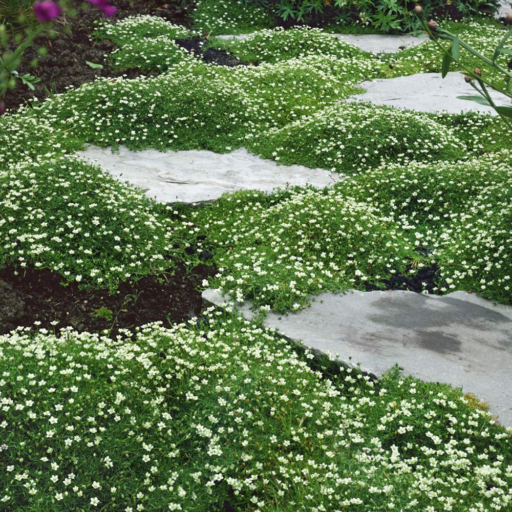 Outsidepride Irish Moss patio border fill creating a seamless transition