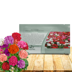 Outsidepride mix geranium seeds packet display for vibrant summer color in beds or pots