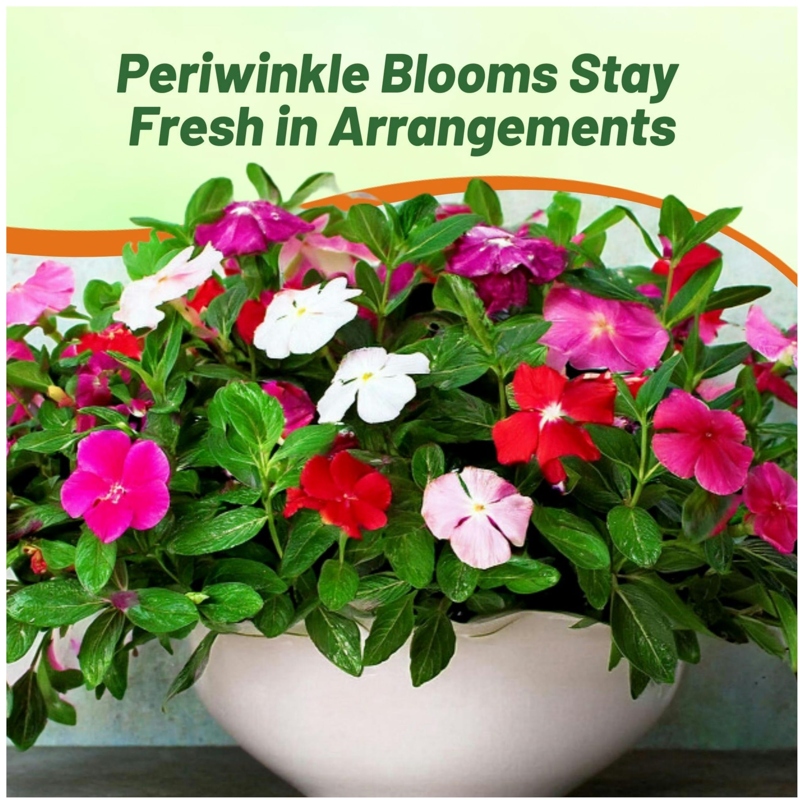 Outsidepride container display of periwinkle for bright edging and color in pots