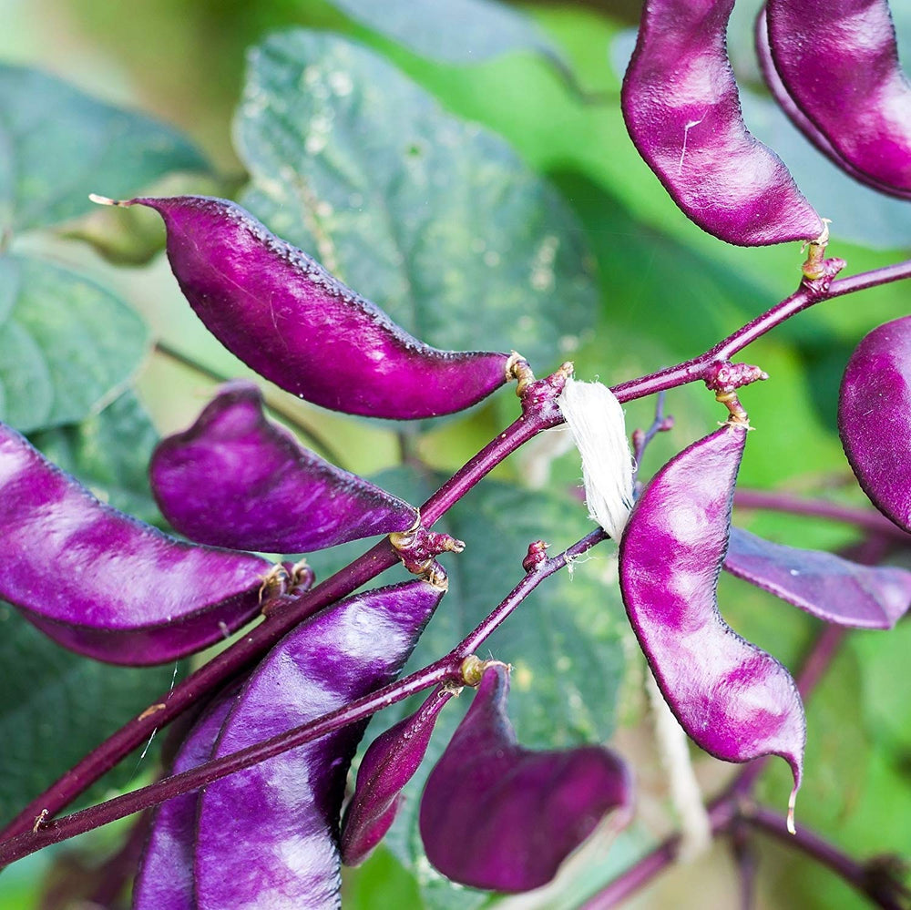 Outsidepride seeds are easy to start, nick and soak, ideal for zones 9–11.