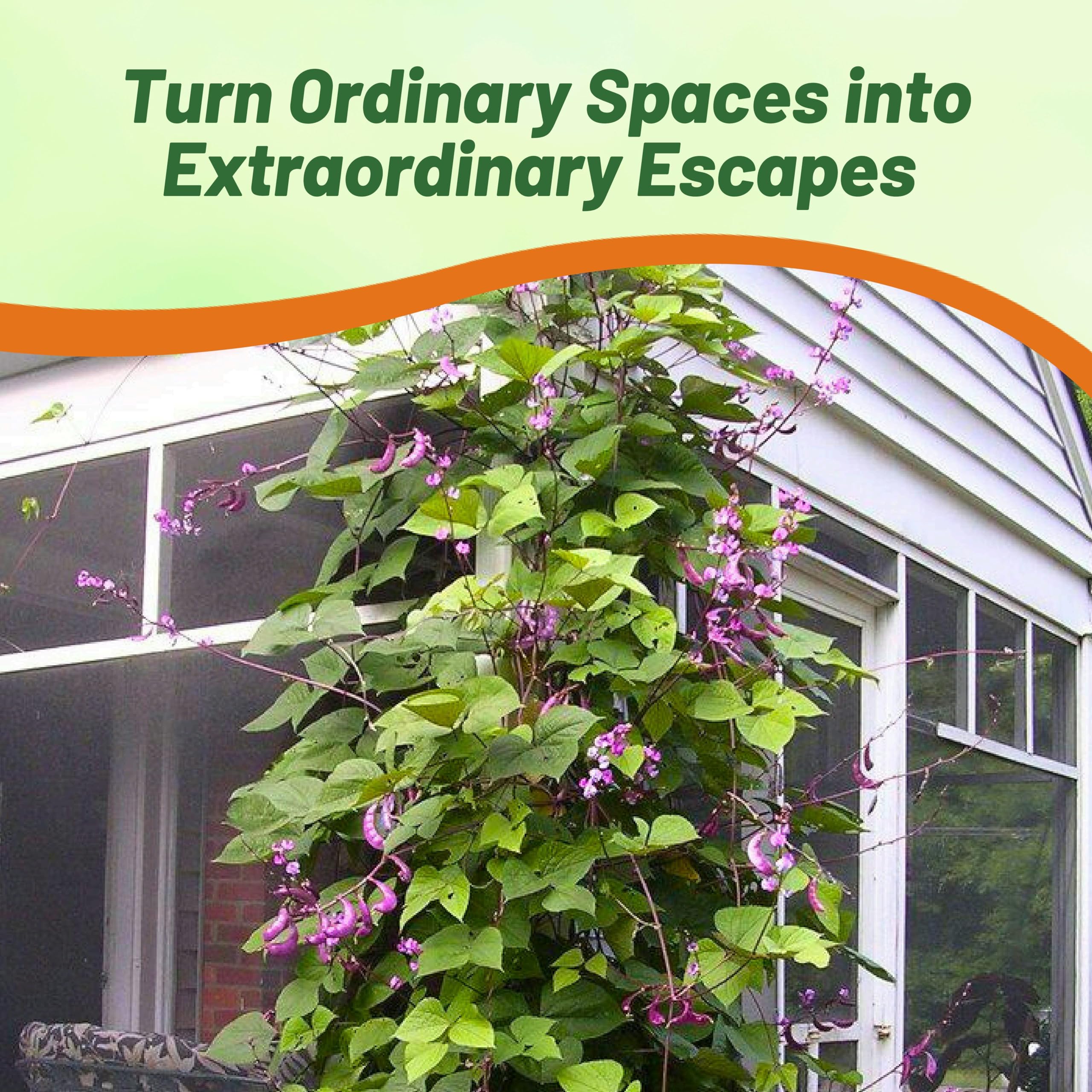 Outsidepride fragrant foliage on red-lablab hyacinth beans enhancing garden atmosphere.