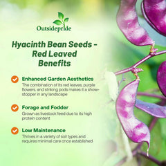 Outsidepride red-lablab hyacinth bean vine with purple blooms and red leaves.