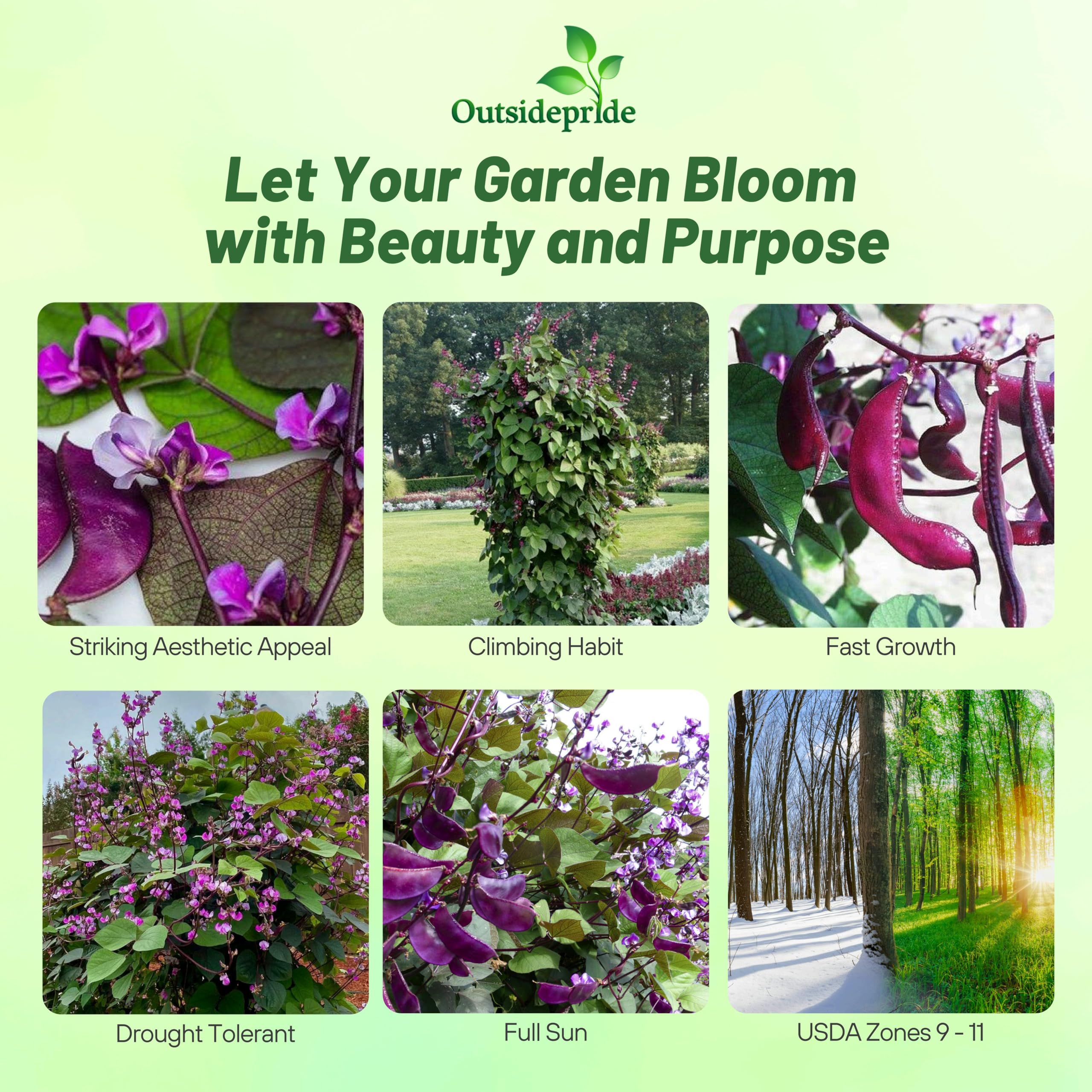Outsidepride red-lablab hyacinth bean vine on trellis showcasing tall growth.