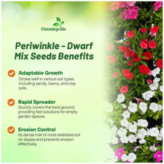 Outsidepride vinca dwarf little mix plant showing compact, bushy growth for containers