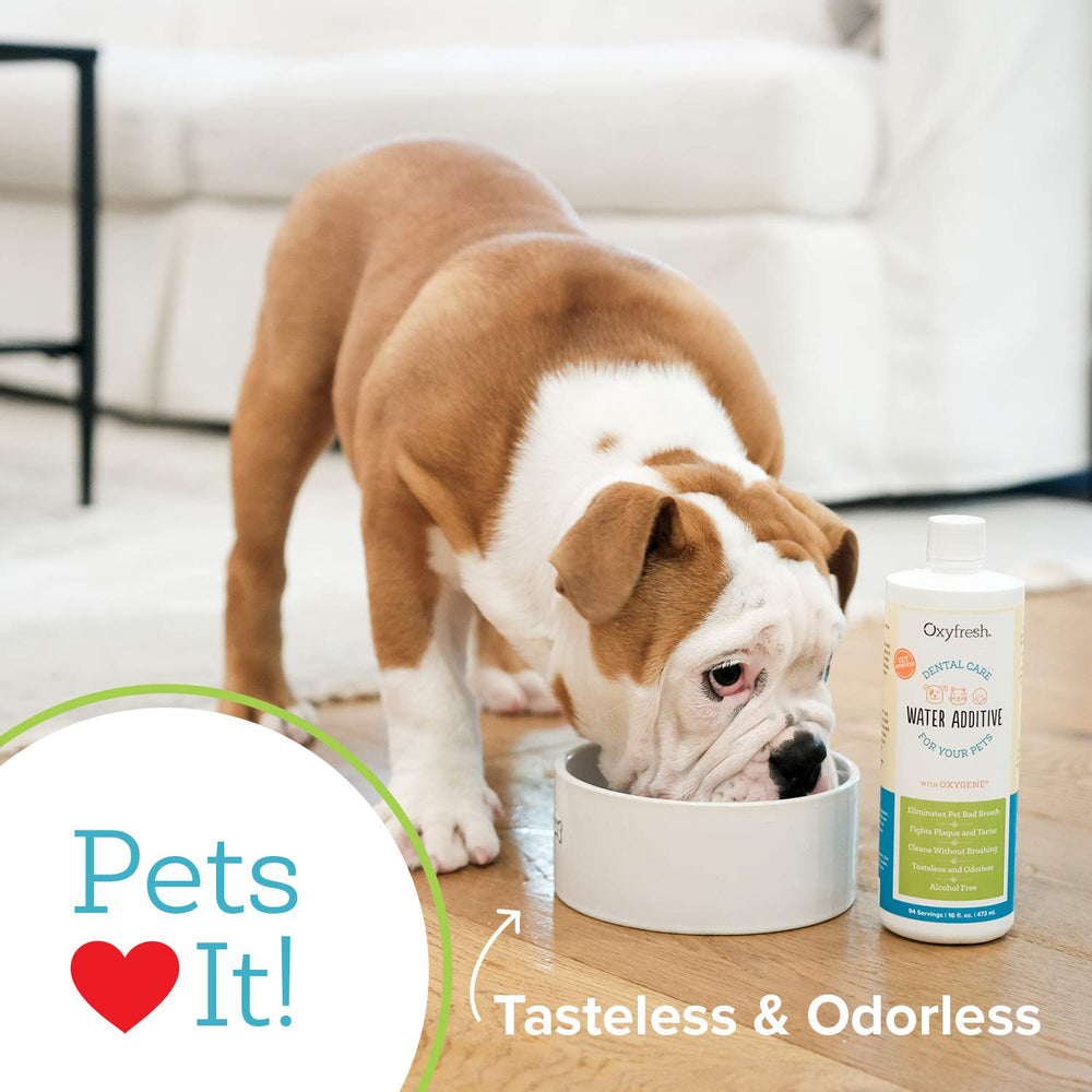 Oxyfresh additive in a cat bowl with a tasteless formula for dental support.