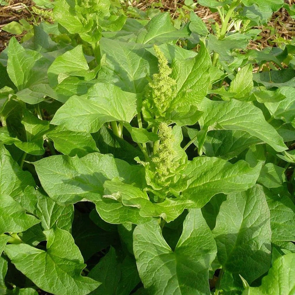 Good King Henry in the garden plot with hardy, edible greens from Palm Beach Medicinal Herbs