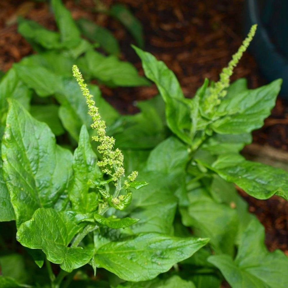 Good King Henry gift pack from Palm Beach Medicinal Herbs for permaculture gardens