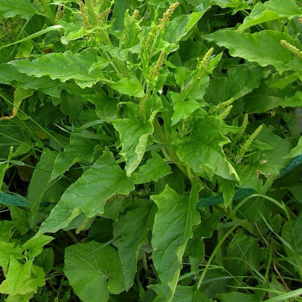 Palm Beach Medicinal Herbs Good King Henry seed packet ready for cool-season planting