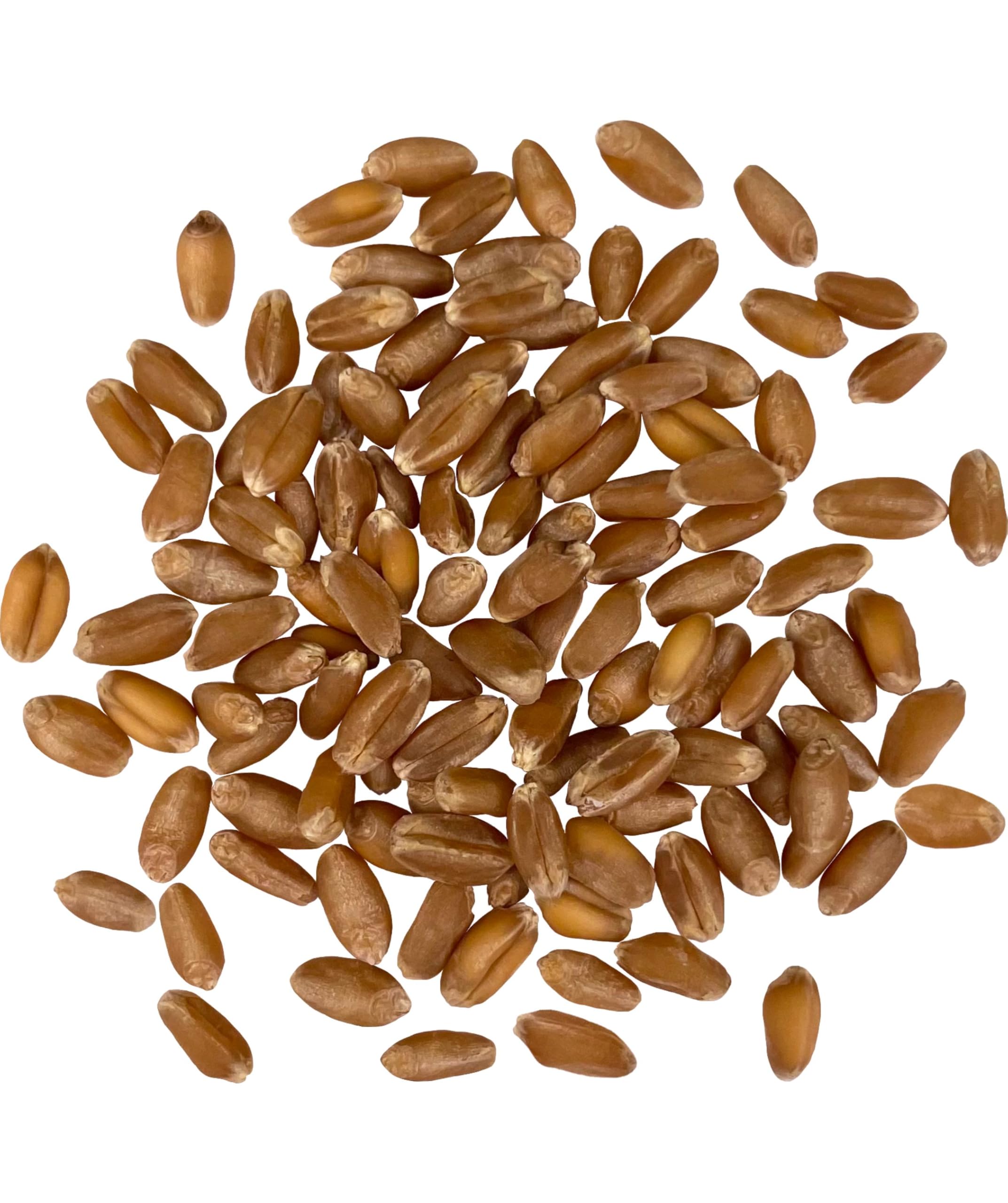 Palouse Brand hard red winter wheat berries close-up showing natural texture ideal for baking.