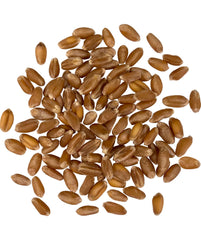 Palouse Brand hard red winter wheat berries close-up showing natural texture ideal for baking.