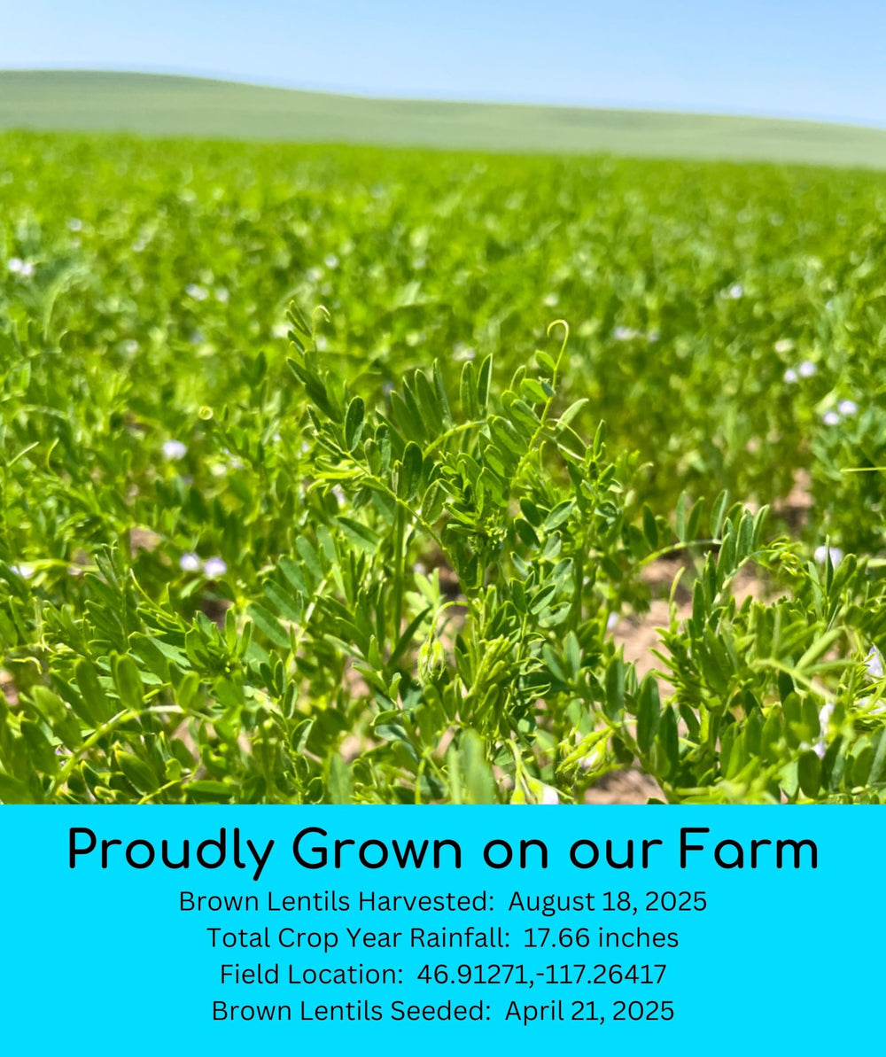 Palouse Brand sproutable lentils ready for sprouts, salads, and nutritious additions.