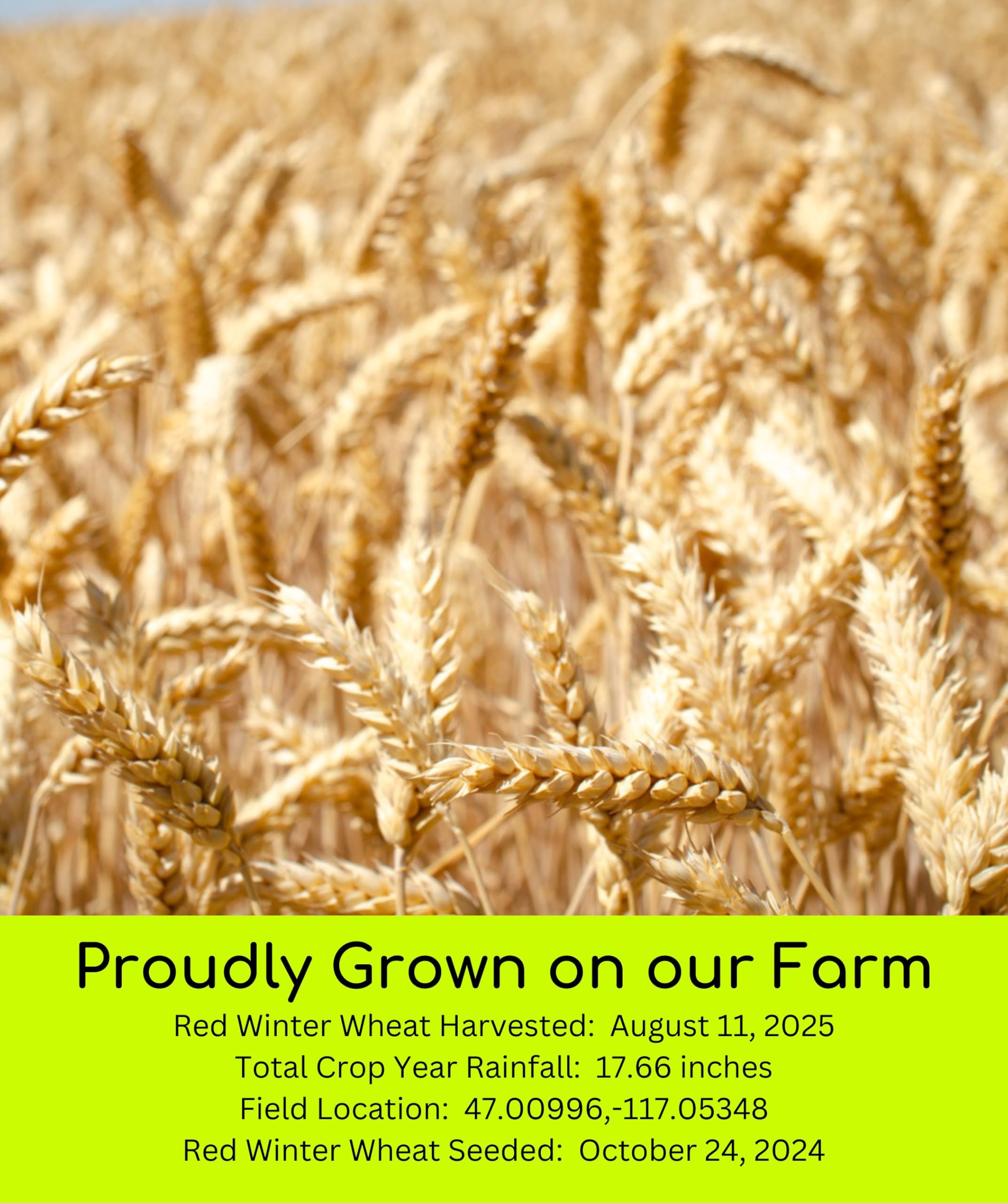 Palouse Brand wheat field in Washington illustrating farm-to-table origins.