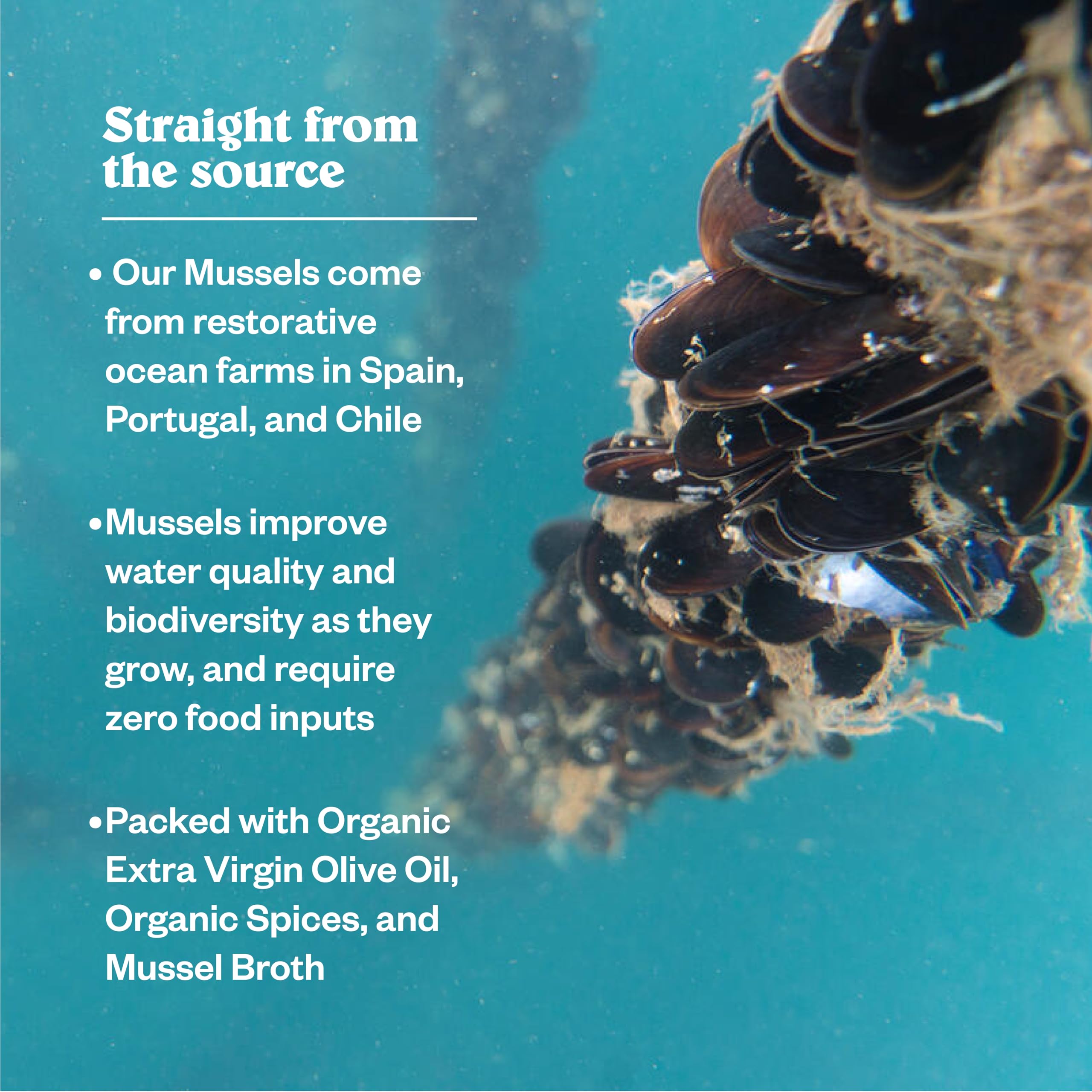 Patagonia Provisions Mussels with 16g protein per tin