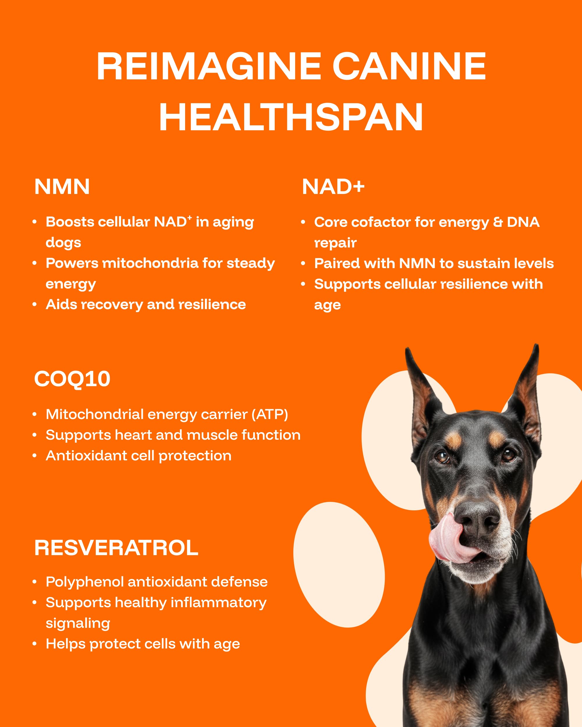 PAWPRINT LAB easy daily dosing helps you give drops effortlessly.
