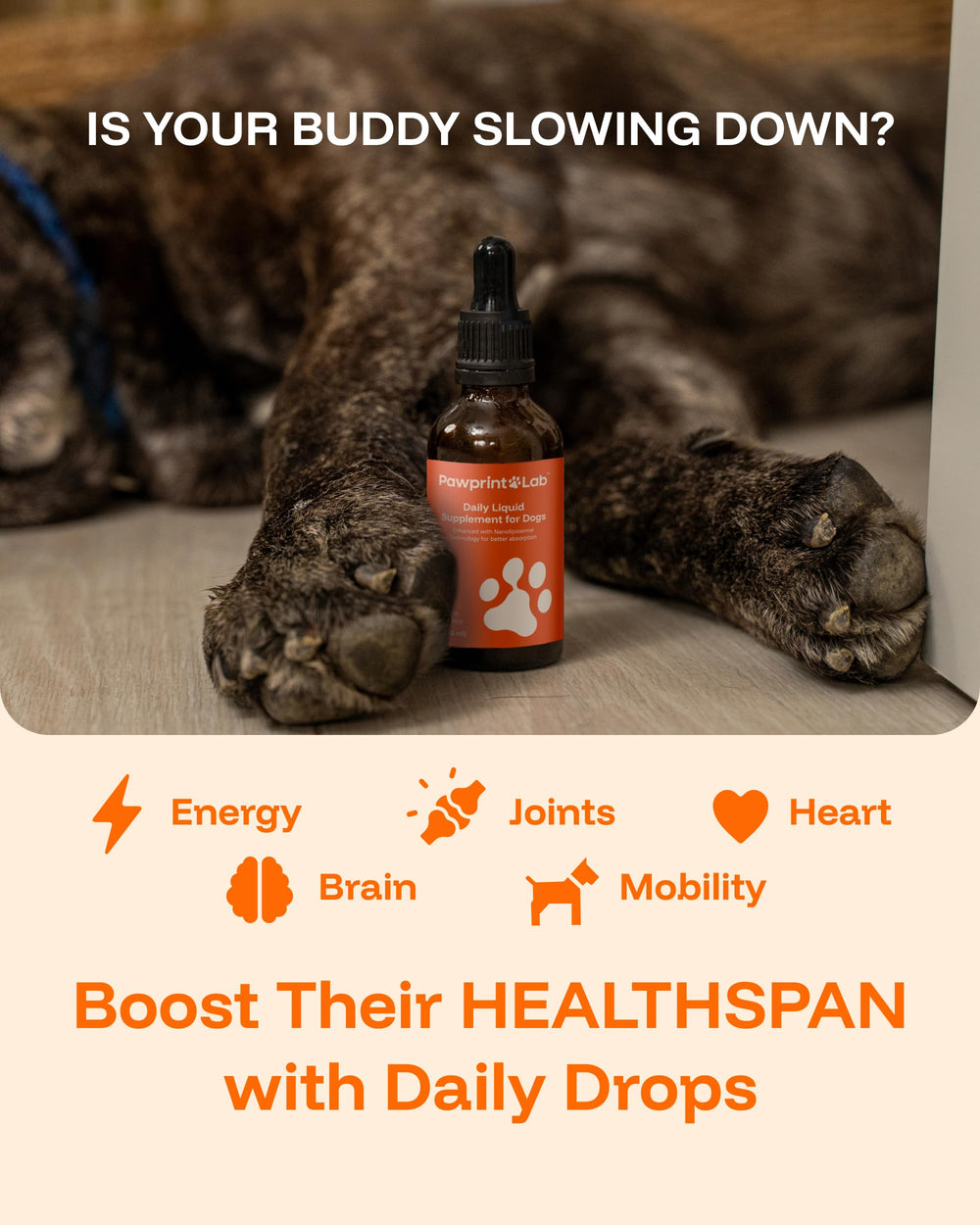 PAWPRINT LAB dog bone and joint support for smoother movement.