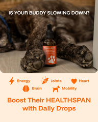PAWPRINT LAB dog bone and joint support for smoother movement.
